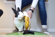 フローズンバナナ、気に入ってくれるかな？飼い主さんがせっかくセッティングしたのに皮ばかり食べるウサギさん
