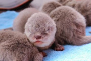 生後一ヶ月のカワウソベイビーズの可愛さｗｗｗｗｗｗｗｗｗｗｗ