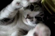 昨日からウチの猫が、後ろを、くっ付き回ってニャンニャンないてます。。【再】