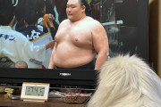 おばあちゃんみたいな犬、大相撲観戦に夢中