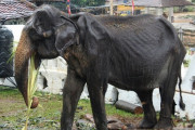 【悲報】栄養失調でやせたかなしいゾウさん(70)、死亡する　動物愛護家が激怒