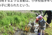 【恐怖】小学生低学年「駆逐してやる」→外来種のザリガニを踏み潰す