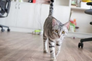 飼い猫の様子がおかしいんだが