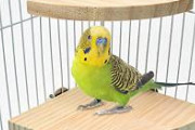 彡(ﾟ)(ﾟ) 「インコが体調崩したときに良さげな病院見つけたから電話したら架空サイトだった」　