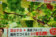 【悲報】　海外に流失したシャインマスカット、不味くて価格下落ｗｗｗｗｗｗｗｗｗ