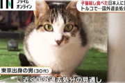 子猫5匹を殺して食べたトルコ在住日本人、国外追放に