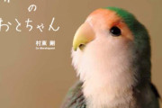 インコ（安い、大人しい、喋ってくれる）←こいつが天下取れなかった理由