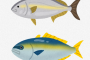 ヒラマサ・カンパチは夏に美味しい魚。ブリは冬に美味しい魚 ← なんでなの？