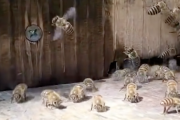 【動画】ニホンミツバチさん、命がけで巣を冷やすｗｗｗｗｗｗｗｗｗｗｗｗｗｗｗｗ