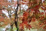 【南九州市】岩屋公園キャンプ場【動画】紅葉の見ごろ11月下旬♪