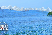 「空と花が一体化！」ひたち海浜公園のネモフィラが世界を魅了 海外の反応