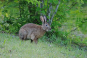 【画像】日本各地に生息するウサギ