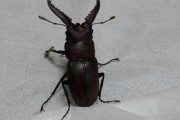 【画像】ワイ、玄関でクワガタを発見する