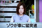 【悲報】ニュース番組さん、JOC経理部長自殺ニュースを急遽「ゾウが車に猛突進」に差し替え