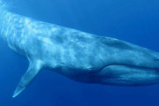 【悲報】シロナガスクジラさん、史上最強の生物なのに絶滅しそう…