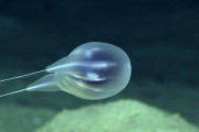 まるで風船みたい？奇妙な新種の生物がプエルトリコ近海で発見される　NOAA (動画あり)
