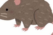 東京の繁華街でネズミの大群相次ぐ　コロナ明けと相関