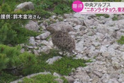 【中央アルプス】12羽は順調に成長中！ニホンライチョウ復活計画