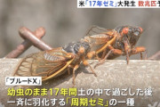【ヤバすぎ】アメリカ、17年周期のセミが一斉に付加する。最大で数兆匹になると予測