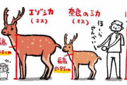 「エゾシカ出ただけで騒然ってw」と言うけれど……　大きさをわかりやすく描いたイラストに「奈良の鹿って小さいんだ…」の声
