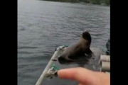ボートにアシカが避難→シャチの群れに取り囲まれ、アシカを追い出す…動画に批判殺到