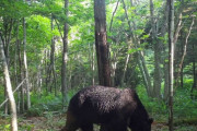 「OSO18」駆除に対する抗議殺到！ハンターに「クマがかわいそう」の声が続々と
