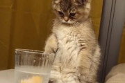 好奇心いっぱいの子猫が炭酸水に前足を入れてみた。うっかり猫であることを忘れた。
