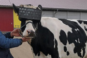【ﾃﾞｨｽﾄﾋﾟｱ】牛にVRゴーグルを装着してリラックスさせたら牛乳の増産に成功