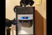 これは困るｗｗｗネコに製氷機の使い方をマスターされたらこうなります(´･_･`)