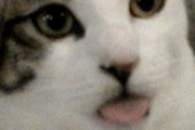 【再掲】【動画】 猫の顔をじっと見ていると・・・