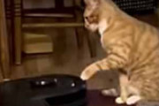 ネコはどんな所でくつろぐの？ 目の前にロボット掃除機がやってきた → うちの猫はこうします…