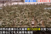 【埼玉県警】5億円相当の大麻工場を摘発！部屋いっぱいの大麻草⁉️ベトナム人6人逮捕