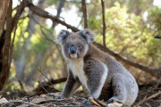 コアラに注意！小さなクマと思ったら大間違い。