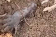 死体・・？土の中から突き出ている「ちいさな手」を凝視した結果…　海外の反応