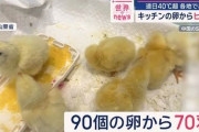 【中国】暑すぎてキッチンの卵からヒヨコが孵化