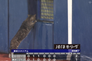 【朗報】スポーツ紙のカメラマンさん、ハマスタ乱入ネコをめっちゃ綺麗に撮影してしまう