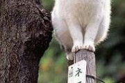 【ねこ画像】ネコヤナギ、ごみを捨てたら飛び出てくる ほか