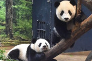 【速報】日本国内からパンダが消える模様「最後の上野動物園も来年返還期限」 有識者「パンダを出すか出さないかは必ず中国の政策的な判断として行われる」