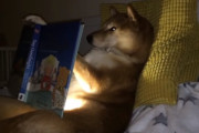 柴犬が子どもに絵本の読み聞かせ？おやすみ前のほっこり映像