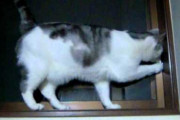 【ねこ動画】器用な猫【再】