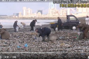 北海道で大量のホッキ貝うちあげられる （※画像あり）