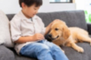 【ペット】小3の息子が犬を飼いたいと言いだしました　自分が面倒を見ると言ってるんですがどう思いますか？