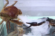 なんだこの技。水中でカニとサソリを戦わせる動画が人気に。
