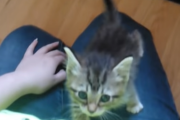 お腹を空かせた子猫がついて来るだけの超カワイイ動画がこちら 海外の反応
