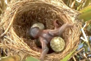 自然界の厳しさ。生き残る為に巣から他の卵を追い出すカッコウの雛