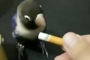【トリ】このインコ賢すぎワロタｗｗｗめっちゃ仕事が早いインコの動画が人気に。