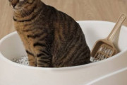猫さん、トイレにうんこをするだけでバズる
