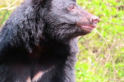 【?】 埼玉・入間市仏子でまたクマが出没