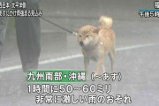イーヌさん、大雨でお散歩も大変なんだ…✊?