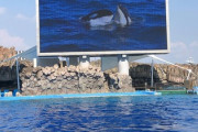 【画像】ワイ、水族館でイルカショーを堪能